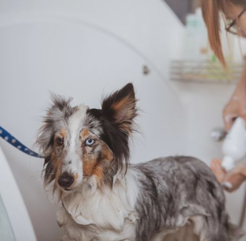 Mobile Dog groomers Norwich Norfolk
